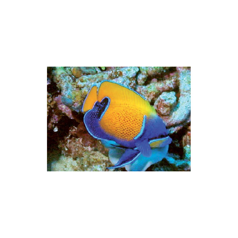Euxiphipops Navarchus adulte : 7-10 cm